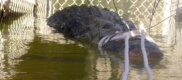 Cocodrilo capturado en Australia - Sputnik Mundo