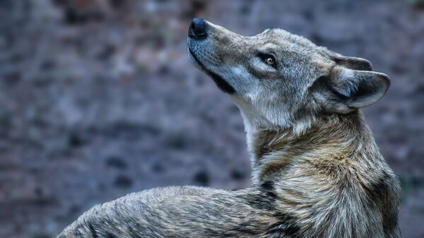 Un lobo - Sputnik Mundo