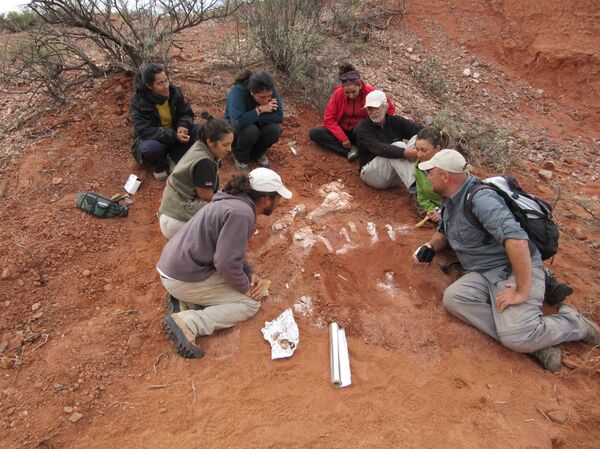 Investigadores argentinos desentierran fósiles del dinosaurio gigante más antiguo conocido hasta el momento, San juan, Argentina - Sputnik Mundo
