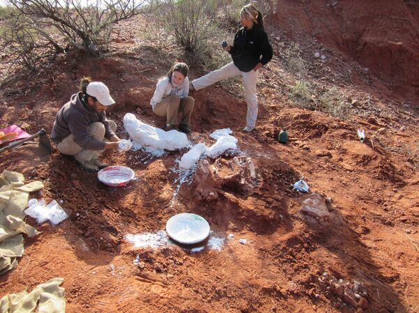 Investigadores argentinos desentierran fósiles del dinosaurio gigante más antiguo conocido hasta el momento, San juan, Argentina - Sputnik Mundo