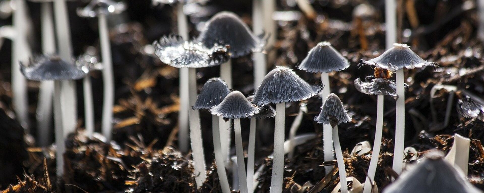 Unos hongos, referencial Unos hongos, referencial - Sputnik Mundo, 1920, 13.01.2021