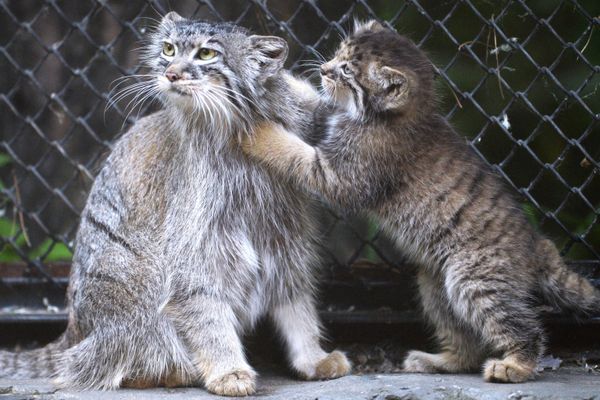 Una hembra de manul, con su cría en una jaula del zoo de Novosibirsk. - Sputnik Mundo