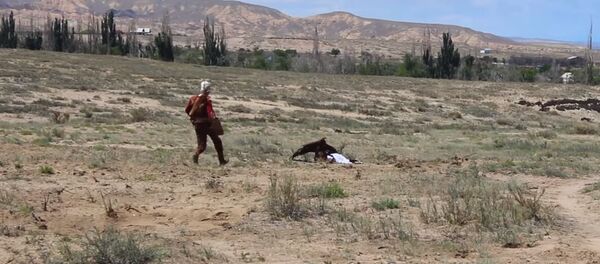 Ataque de un águila en Kirguistán - Sputnik Mundo