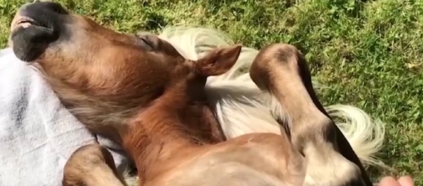 La vida de lujo de estos equinos en Inglaterra - Sputnik Mundo