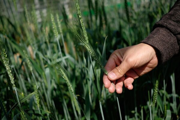 Sector agrícola inteligente: alimentar al mundo con el uso de nuevas tecnologías - Sputnik Mundo