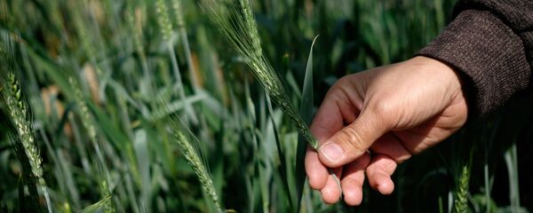 Цветение пшеницы в фитотронно-тепличном комплексе в Национальном центре зерна имени П. П. Лукьяненко в Краснодаре - Sputnik Mundo