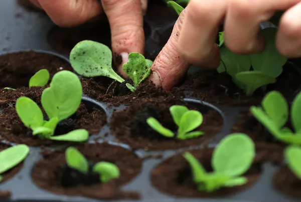 Sector agrícola inteligente: alimentar al mundo con el uso de nuevas tecnologías Sector agrícola inteligente: alimentar al mundo con el uso de nuevas tecnologías - Sputnik Mundo