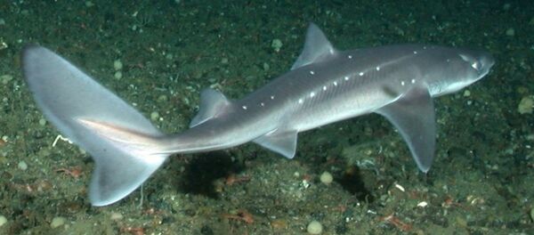 Tiburón Squalus acanthias, foto archivo - Sputnik Mundo