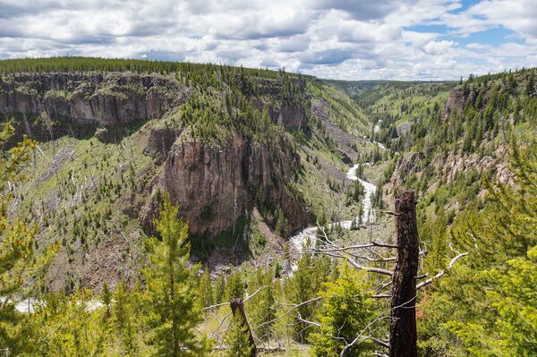 El asesino silencioso que acecha a los pumas en EEUU: no, no es el coronavirus El asesino silencioso que acecha a los pumas en EEUU: no, no es el coronavirus - Sputnik Mundo
