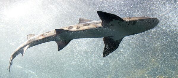 Un tiburón (imagen referencial) - Sputnik Mundo