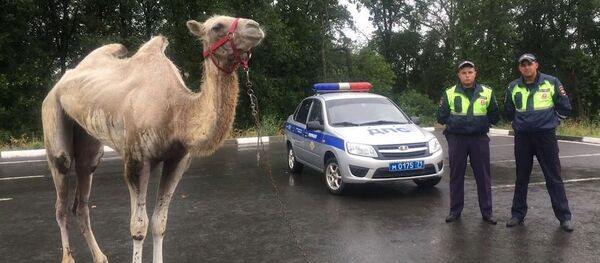 Un camello sale a la carretera en Rusia - Sputnik Mundo