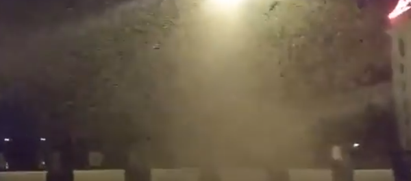 Un apocalipsis de insectos inunda Bielorrusia Un apocalipsis de insectos inunda Bielorrusia - Sputnik Mundo