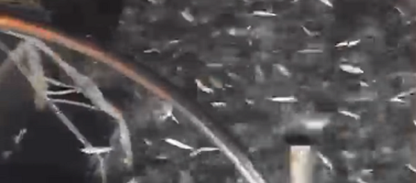 Decenas de miles de sardinas 'asaltan' un barco pesquero - Sputnik Mundo