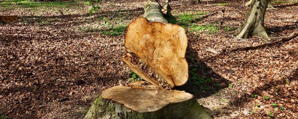 Un árbol cortado (imagen referencial) - Sputnik Mundo