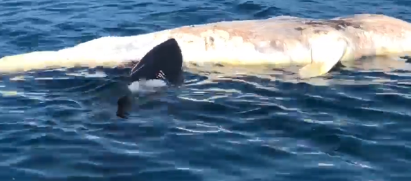 Un tiburón, incapaz de comerse una ballena - Sputnik Mundo