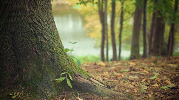 Un árbol (imagen referencial) - Sputnik Mundo