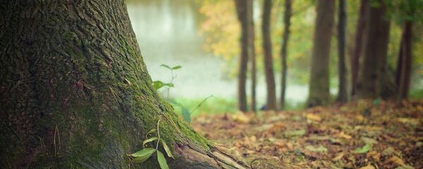 Un árbol (imagen referencial) - Sputnik Mundo