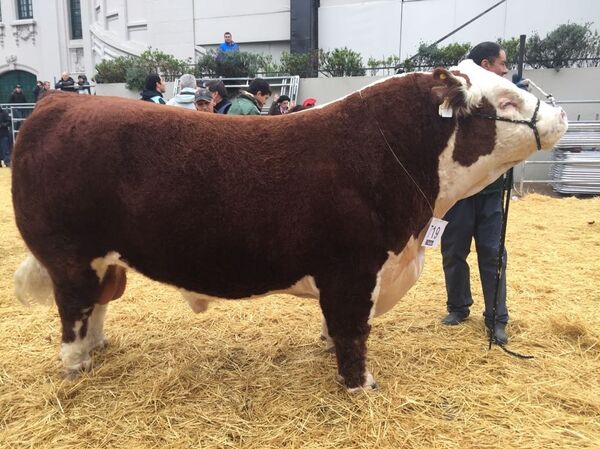Toro en la Exposición Rural en Buenos Aires, Argentina 2018 - Sputnik Mundo