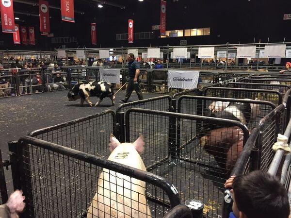 Cerdos en la Exposición Rural en Buenos Aires, Argentina 2018 - Sputnik Mundo