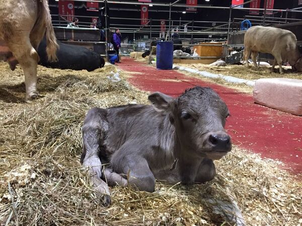 Ternero en la Exposición Rural en Buenos Aires, Argentina 2018 - Sputnik Mundo