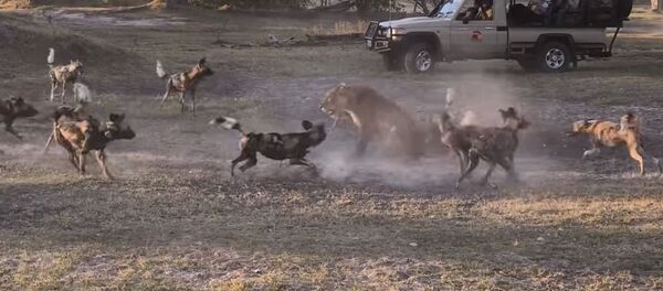 Instinto maternal: una leona protege a su cría de una jauría de perros salvajes - Sputnik Mundo