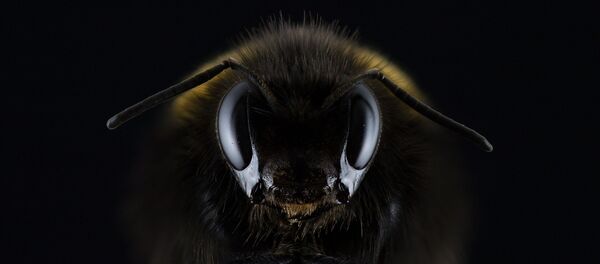 Un insecto (imagen referencial) - Sputnik Mundo