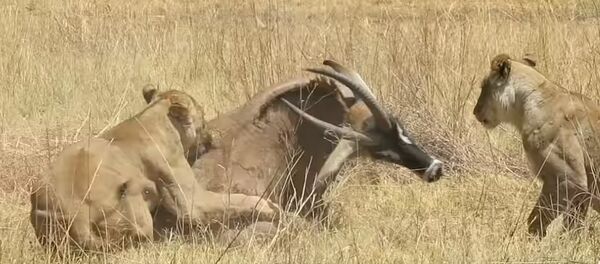 Un antílope se defiende de dos leonas hasta el último aliento - Sputnik Mundo