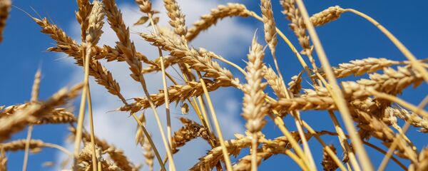 Trigo Trigo - Sputnik Mundo