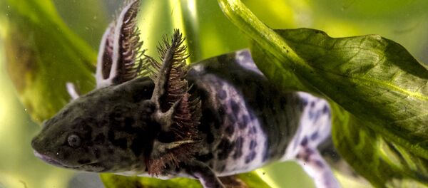 Axolote, animal endémico de la Ciudad de México y en peligro de extinción - Sputnik Mundo