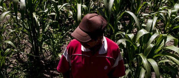 Dionisio, campesino de Xochimilco, muestra los cultivos de maíz en la chinampa - Sputnik Mundo