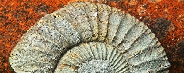 Fósiles (imagen referencial) - Sputnik Mundo