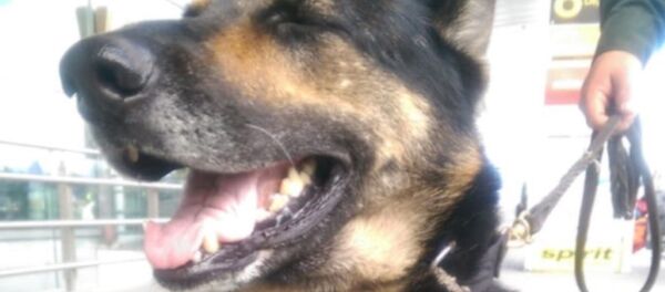 Sombra, integrante del escuadrón canino de la Policía Antinarcóticos de Colombia - Sputnik Mundo