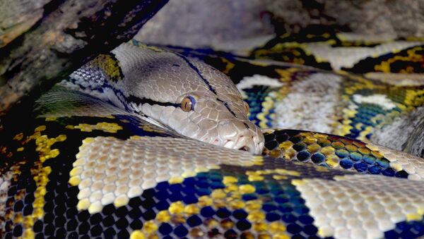 Una pitón (imagen referencial) - Sputnik Mundo
