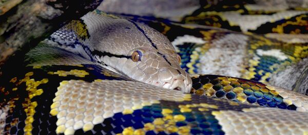 Una pitón (imagen referencial) - Sputnik Mundo