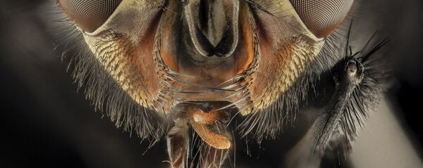 Una mosca Una mosca - Sputnik Mundo