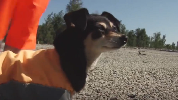 ¡Conoce a Shponka, la 'temible' perra capataz rusa! - Sputnik Mundo