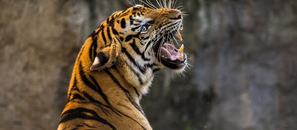 Un tigre (archivo) Un tigre (archivo) - Sputnik Mundo