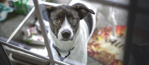 Un perro (archivo) Un perro (archivo) - Sputnik Mundo