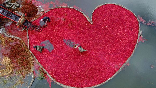 'Corazón de arándano rojo', foto del ganador del Concurso Internacional de Fotoperiodismo Andréi Stenin de 2018 en la categoría 'Mi planeta', Serguéi Gapon 'Corazón de arándano rojo', foto del ganador del Concurso Internacional de Fotoperiodismo Andréi Stenin de 2018 en la categoría 'Mi planeta', Serguéi Gapon - Sputnik Mundo