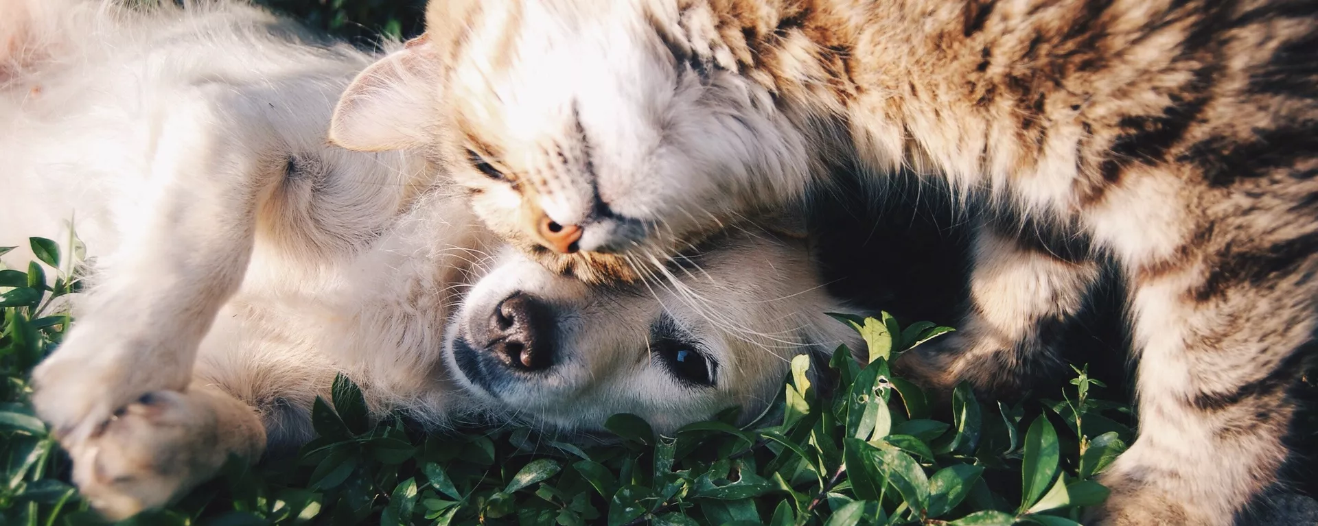 Un perro y un gato (imagen referencial) Un perro y un gato (imagen referencial) - Sputnik Mundo, 1920, 07.04.2019
