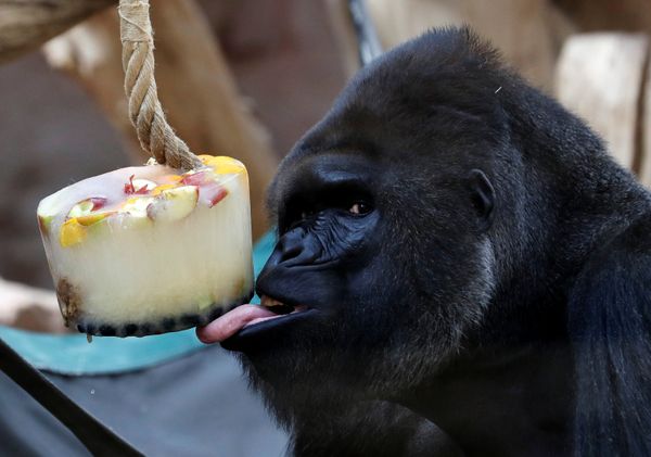 Un almuerzo en el parque zoológico de Praga, República Checa - Sputnik Mundo