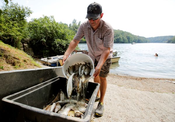 Un hombre retirando los peces muertos de un río en Suiza - Sputnik Mundo