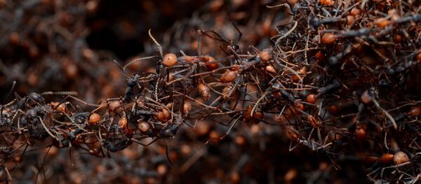 Hormigas guerreras (archivo) Hormigas guerreras (archivo) - Sputnik Mundo