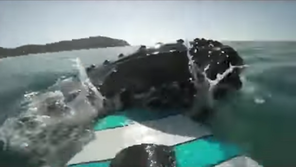 Un surfista choca con una enorme ballena y esto es lo que sucede - Sputnik Mundo