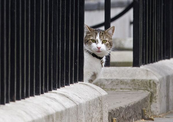 Conoce a los gatos más famosos del mundo - Sputnik Mundo