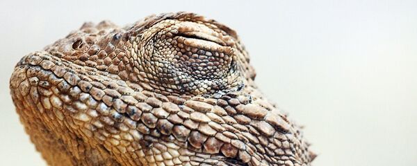 Lagartija, imagen referencial - Sputnik Mundo