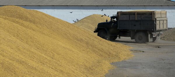 El cosecho de trigo en la región de Novosibirsk - Sputnik Mundo