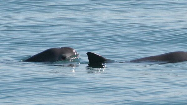 Unas vaquitas en el agua - Sputnik Mundo