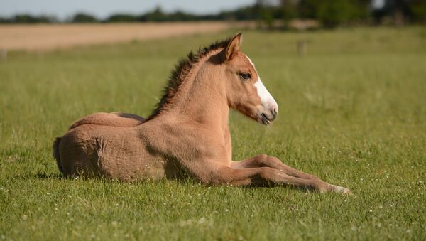 Un potro (imagen referencial) - Sputnik Mundo