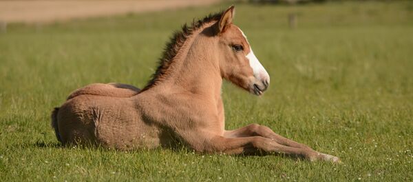Un potro (imagen referencial) - Sputnik Mundo